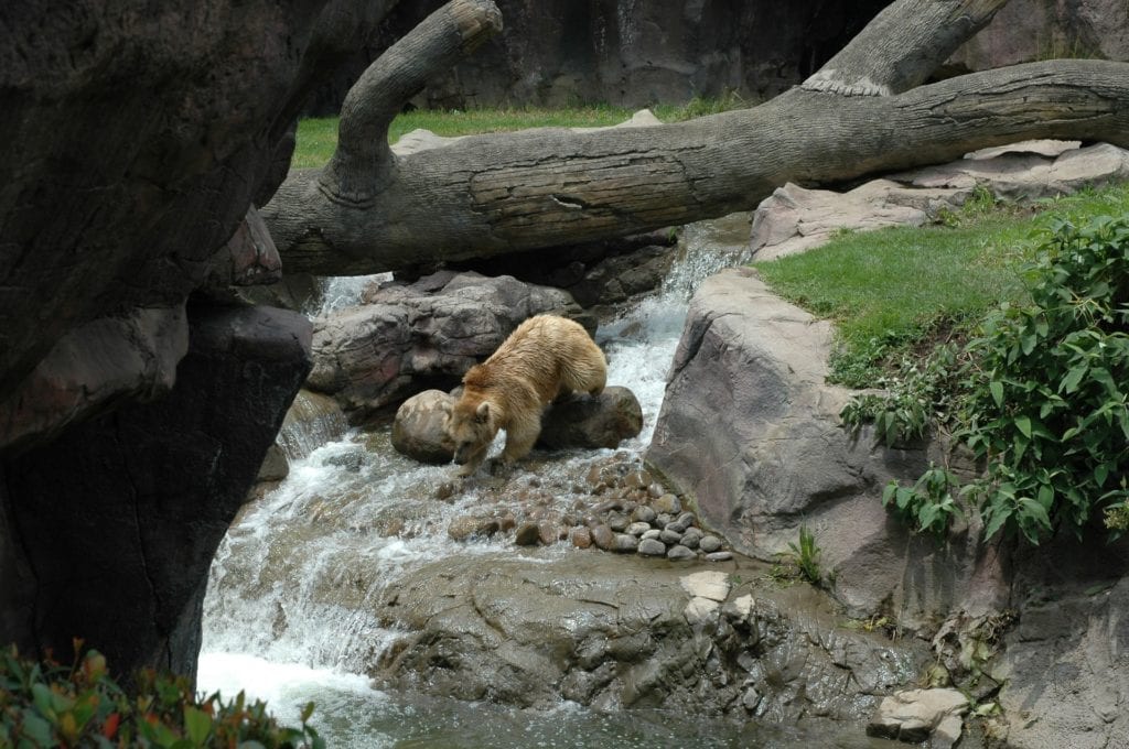 ZOO Chapultepec, Mexico City