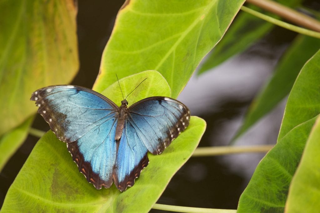 Motyl,Karaiby
