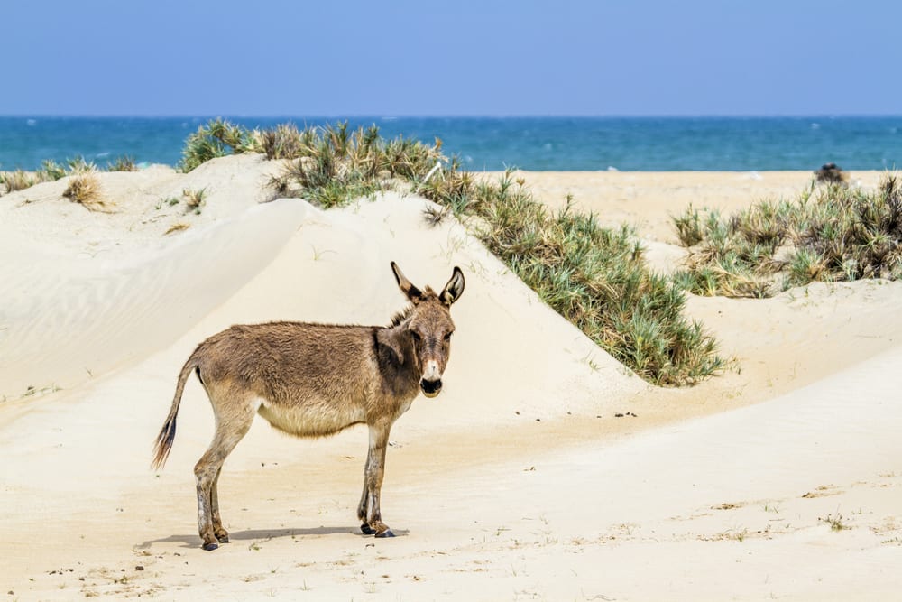Na Mannar możesz spotkac osły Sri Lanka