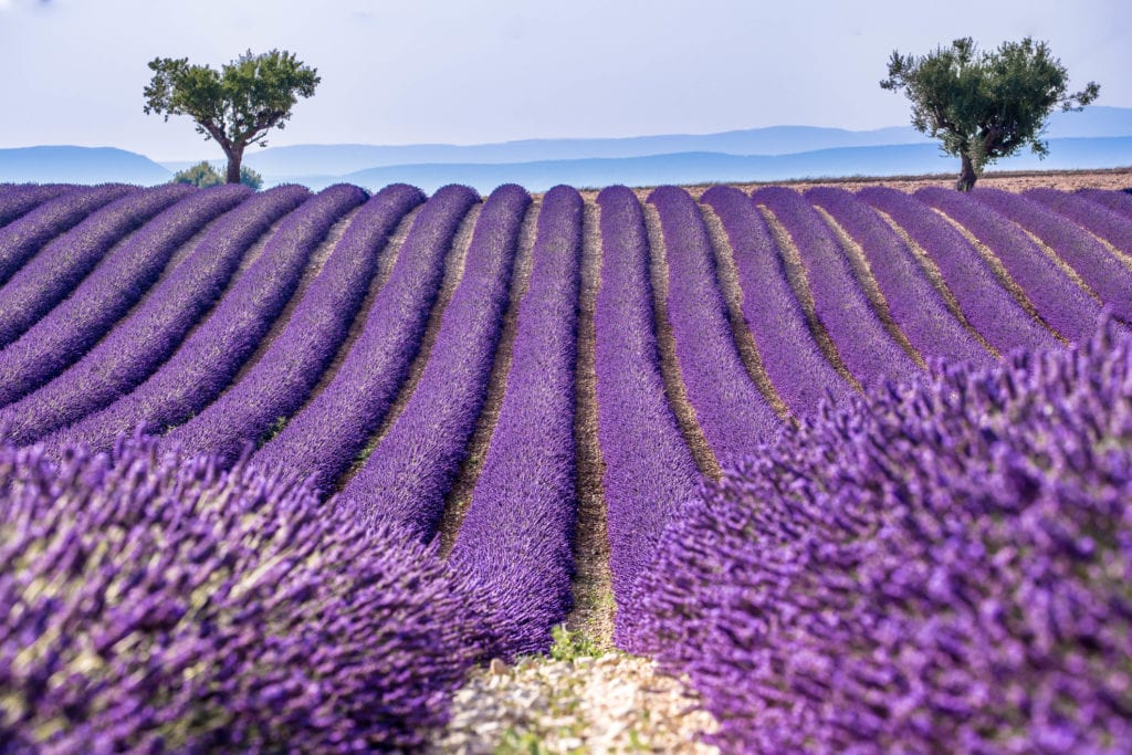 Pola z lawendą w Valensole, Prowancja