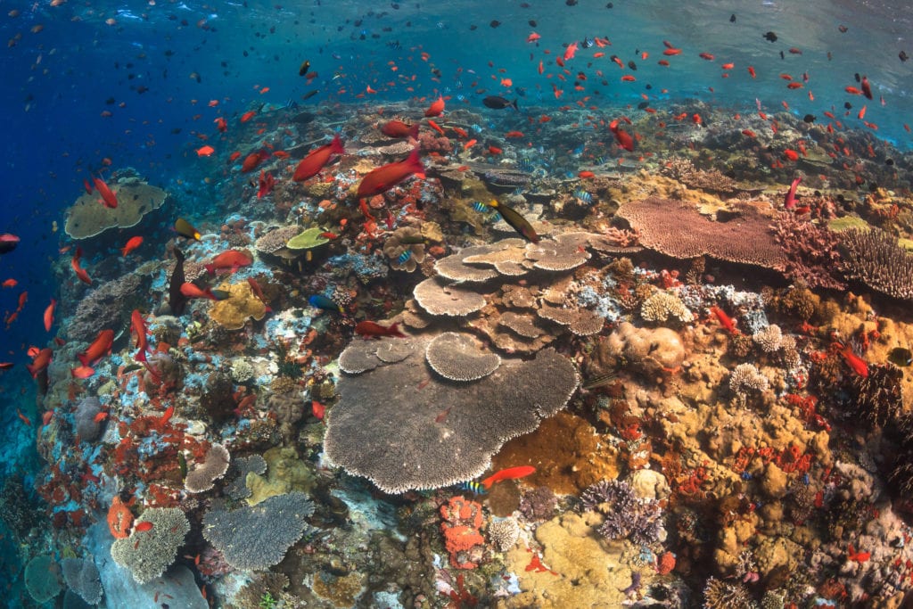 Bogactwo podwodnego świata w Parku Narodowym Komodo,