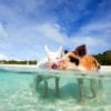 Pig Island, Exuma Bahamy