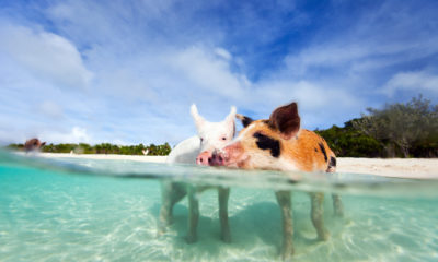 Pig Island, Exuma Bahamy