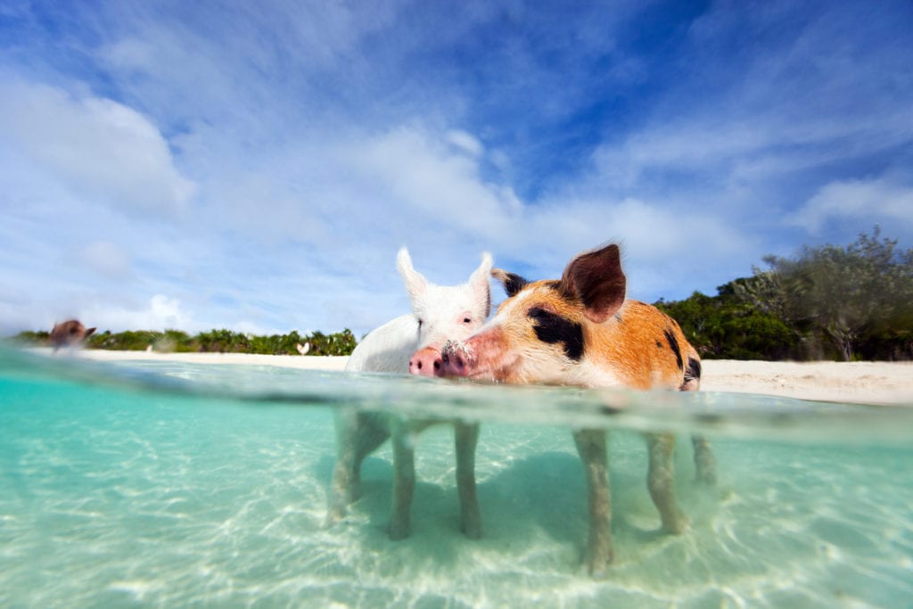 Pig Island, Exuma Bahamy