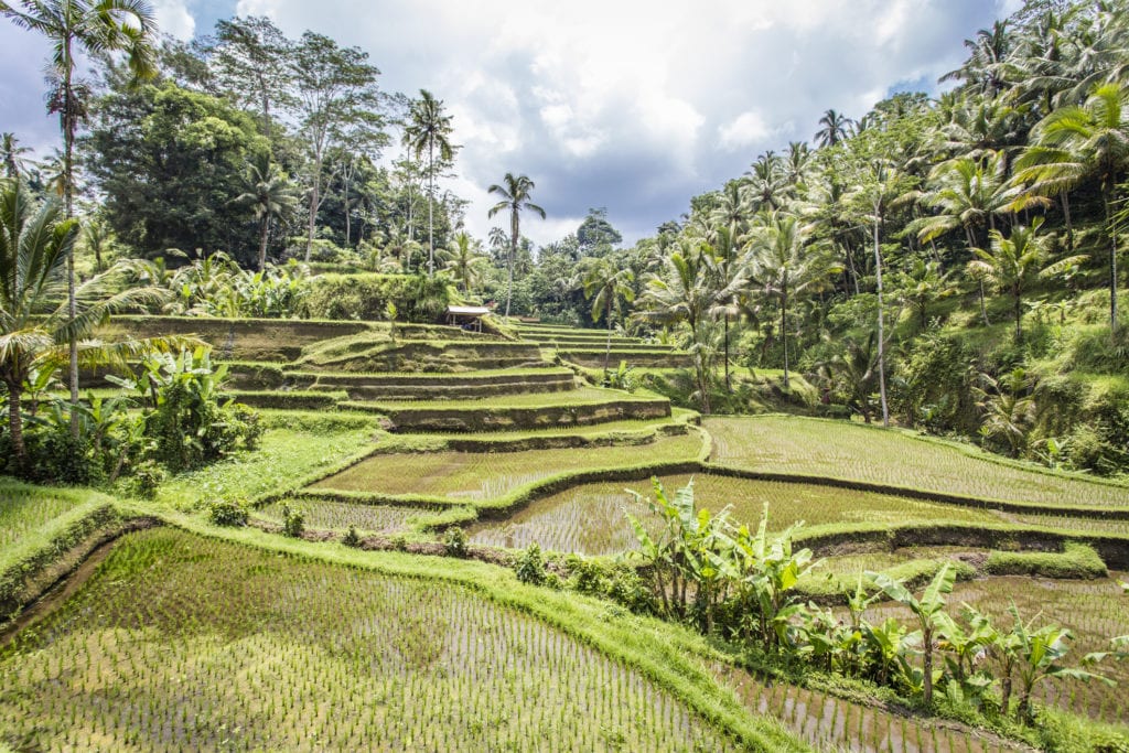 Pola ryżowe w Tegalalang, Bali, Indonezja