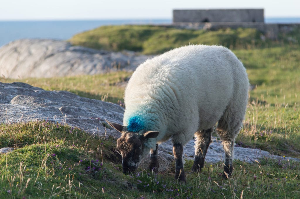 Connemara, owce Irlandia