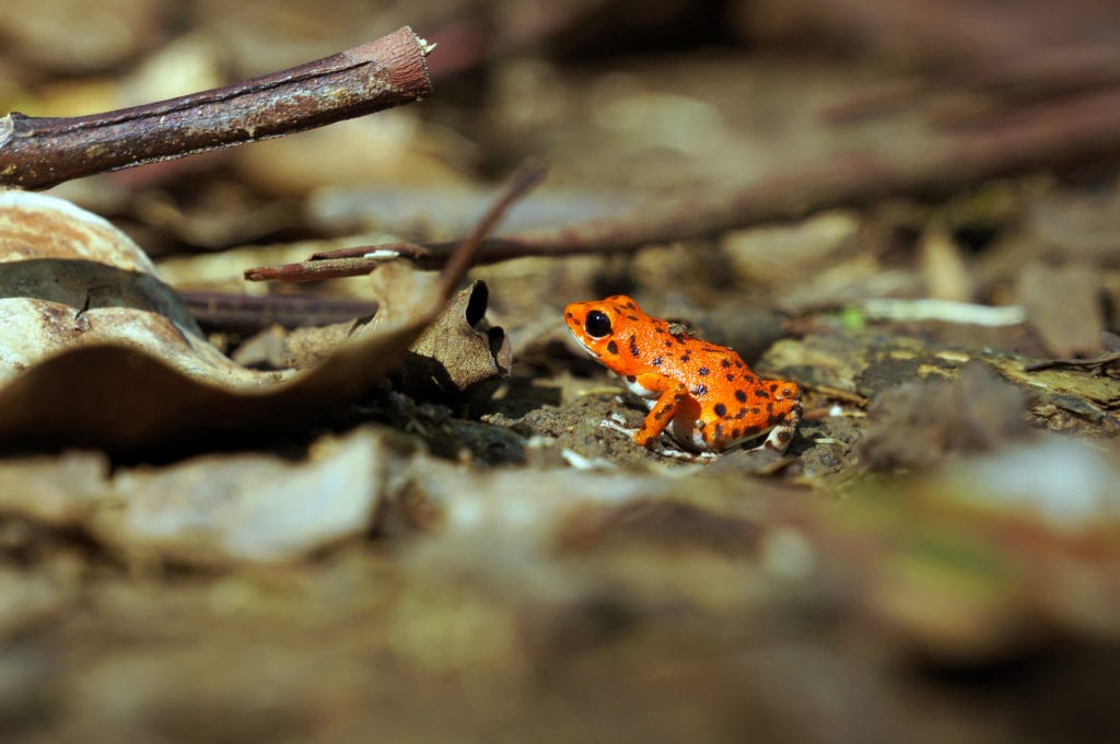 Drzewołaz karłowaty na wyspie Bastimentos, Panama
