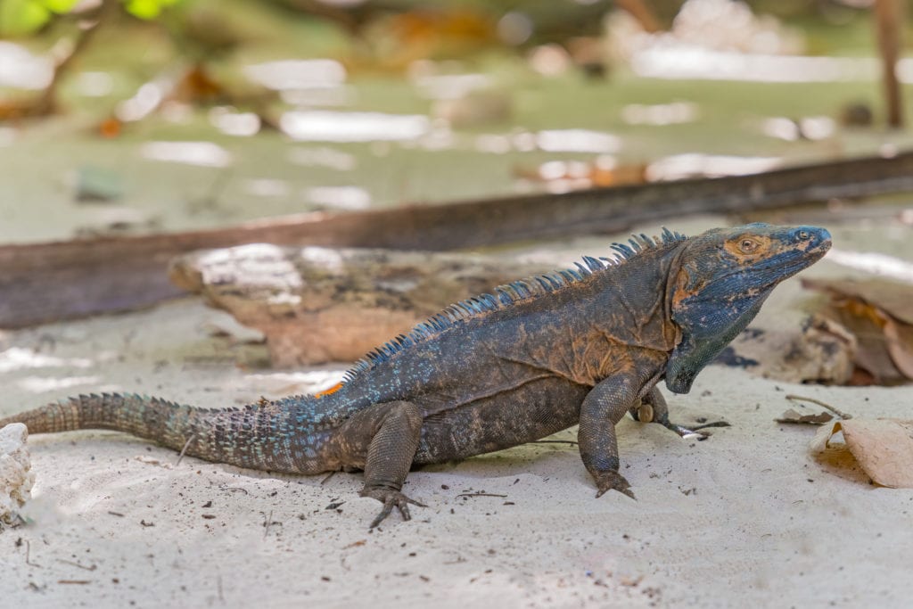 Legwan na Isla Iguana, Panama