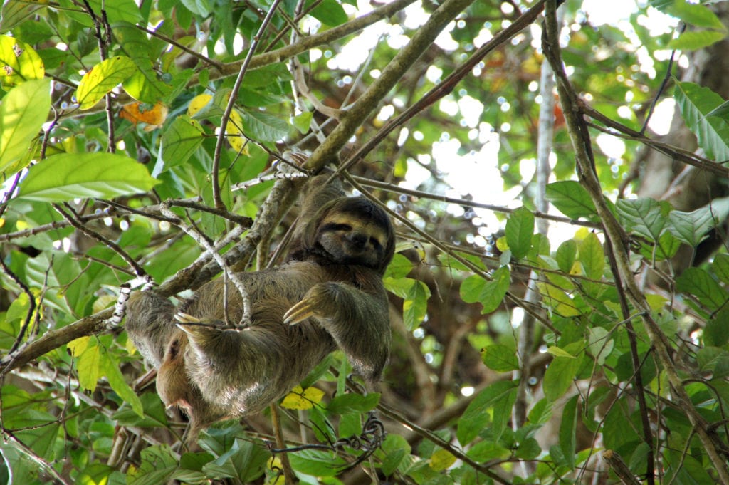 Leniwiec, wyspa Escudo de Veraguas Panama