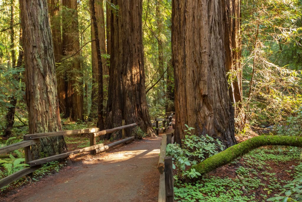 Muir Woods National Monument, USA