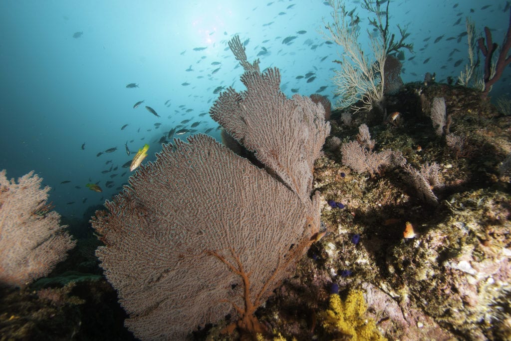 Rafa koralowa przy wyspie Coiba, Panama