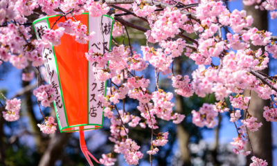 Tokio wiosną, kwitnące wiśnie, Japonia