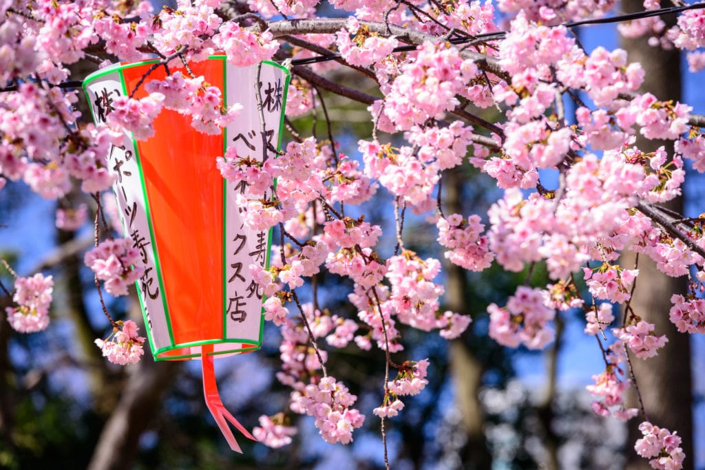 Tokio wiosną, kwitnące wiśnie, Japonia