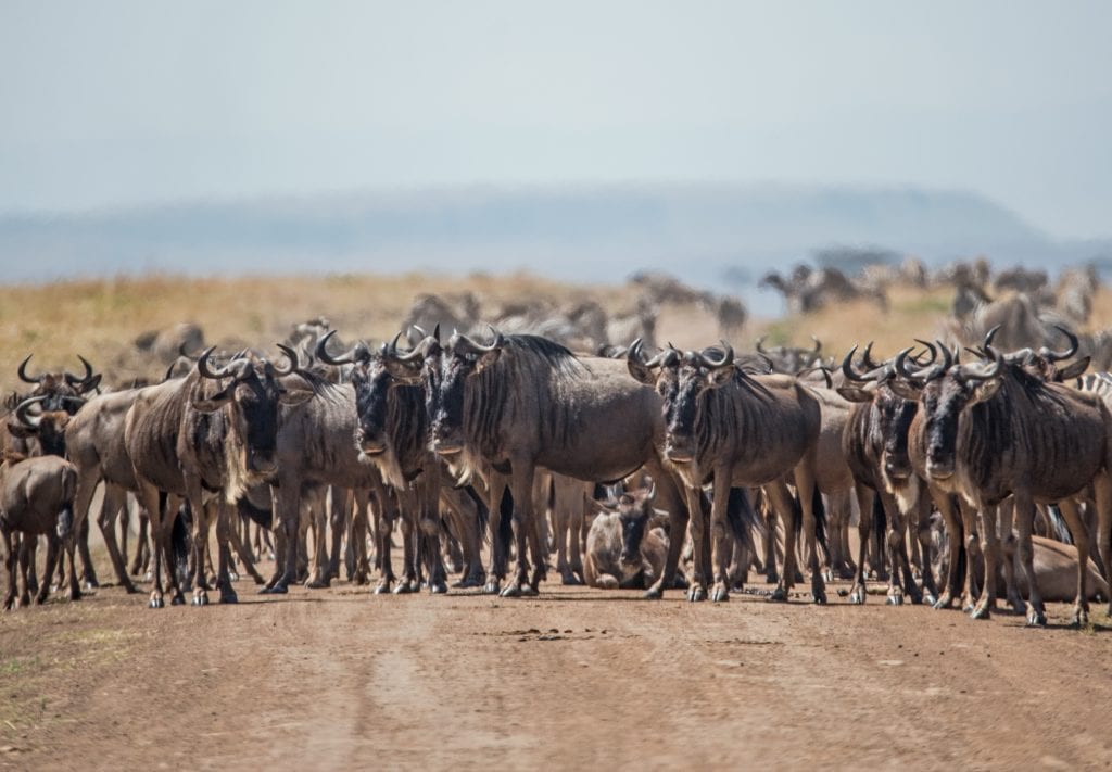 Bawoły na obszarze chronionym Masai Mara, Kenia