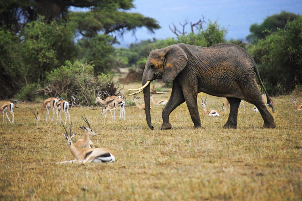 Park Narodow Amboseli, Kenia