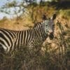 Park Narodowy Nairobi, Kenia
