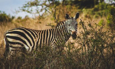 Park Narodowy Nairobi, Kenia