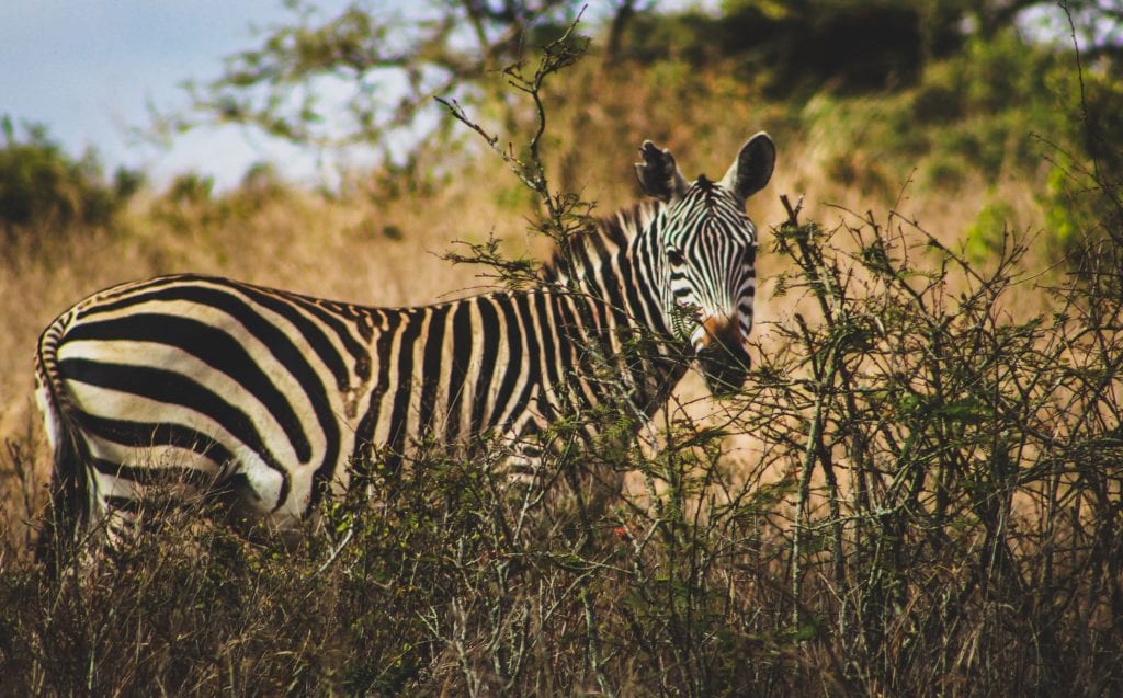 Park Narodowy Nairobi, Kenia