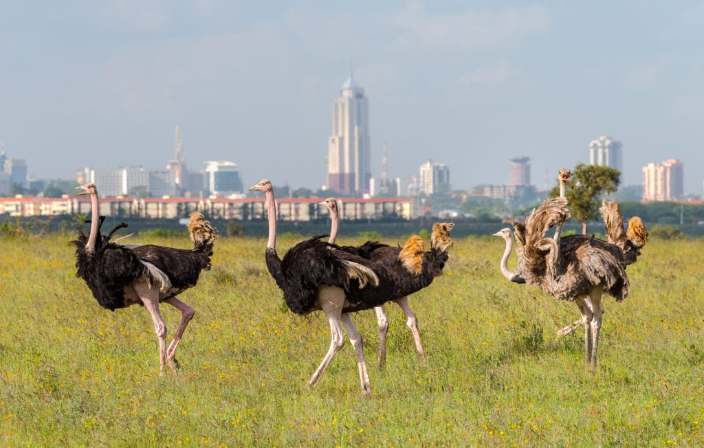 Strusie w Parku Narodowym Nairobi, w tle stolica Kenii - Nairobii, 