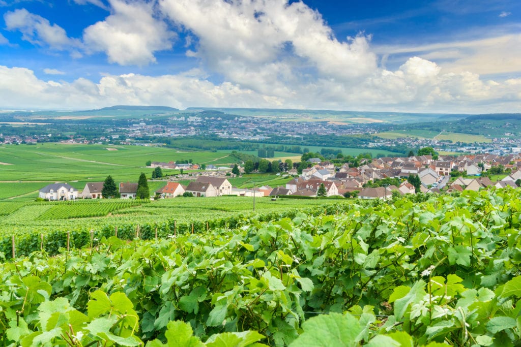Winnice w Szampanii, Montagne de Reims, Francja
