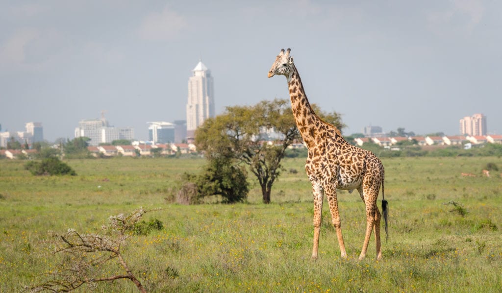 Żyrafa w Parku Narodowym Nairobi, w tle stolica Kenii - Nairobii,
