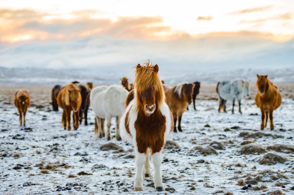 Konie islandzkie, Islandia