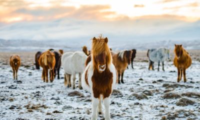Konie islandzkie, Islandia