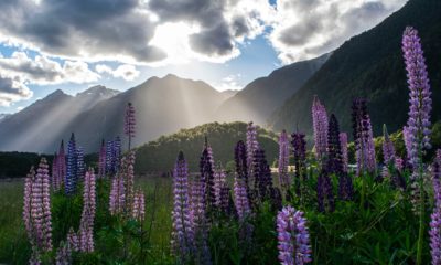 Milford Sound, Nowa Zelandia,