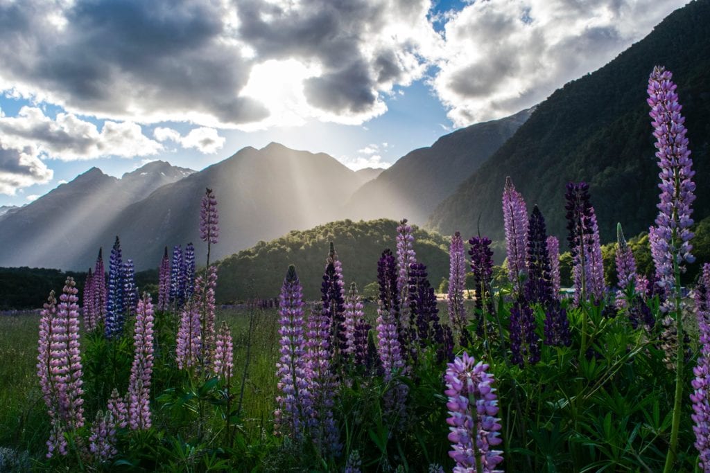 Milford Sound, Nowa Zelandia,