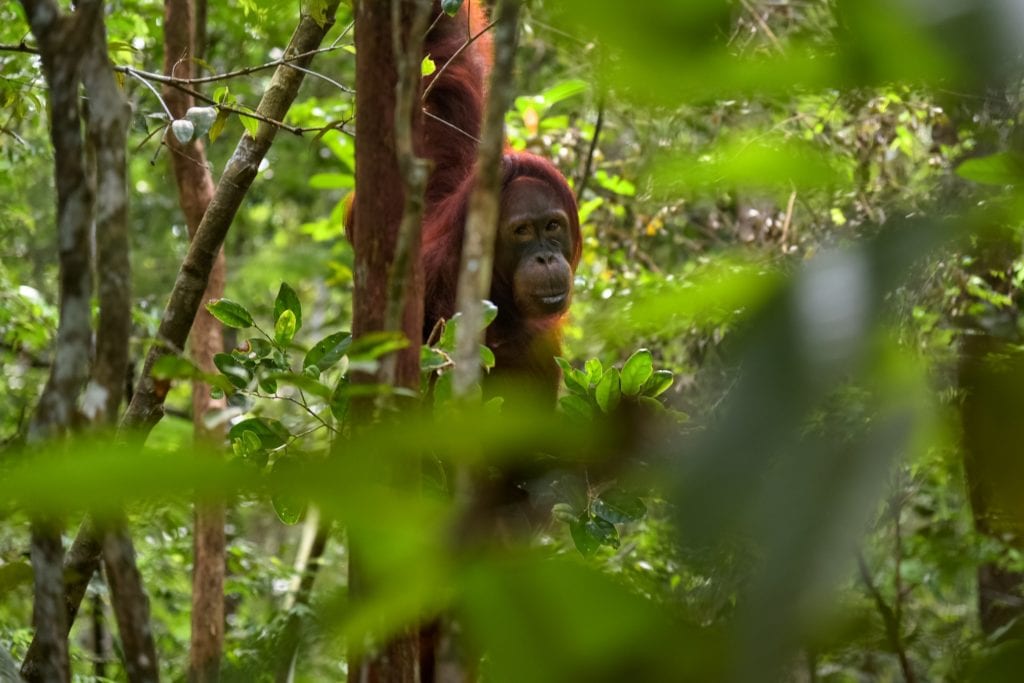 W czasie wizyty w Danum Valley można zobaczyć na żywo np. orangutany, Sabah Malezja