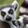 Lemury żyjące na Madagaskarze
