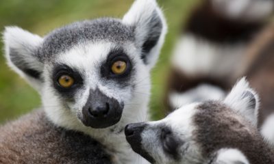 Lemury żyjące na Madagaskarze