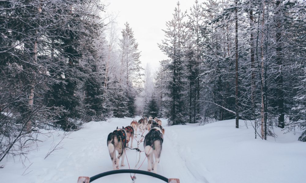 Psi zaprzęg w Rovaniemi Finlandia