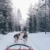 Psi zaprzęg w Rovaniemi Finlandia