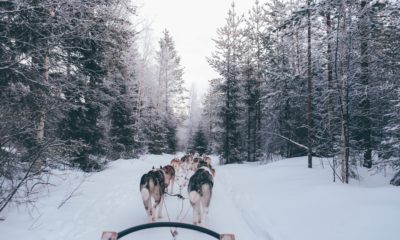 Psi zaprzęg w Rovaniemi Finlandia