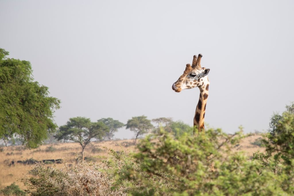 Park Narodowy Murchison Falls, Pakwach, Ugadna,