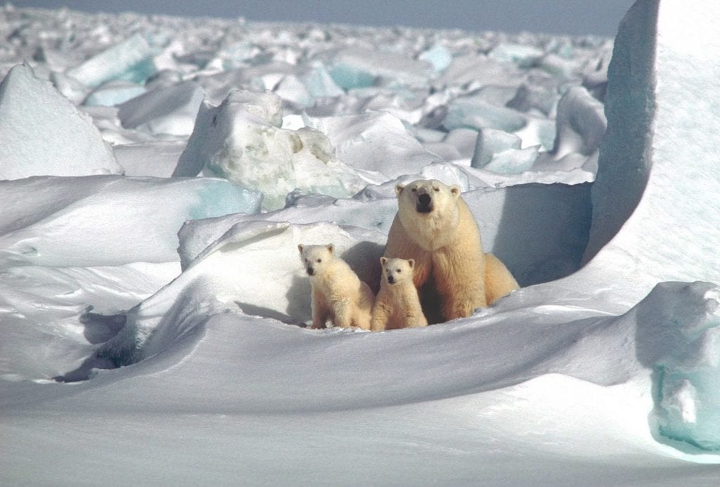Niedźwiedzie polarne, svalbard