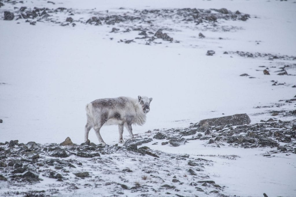 Renifer w okolicy Longyearbyen