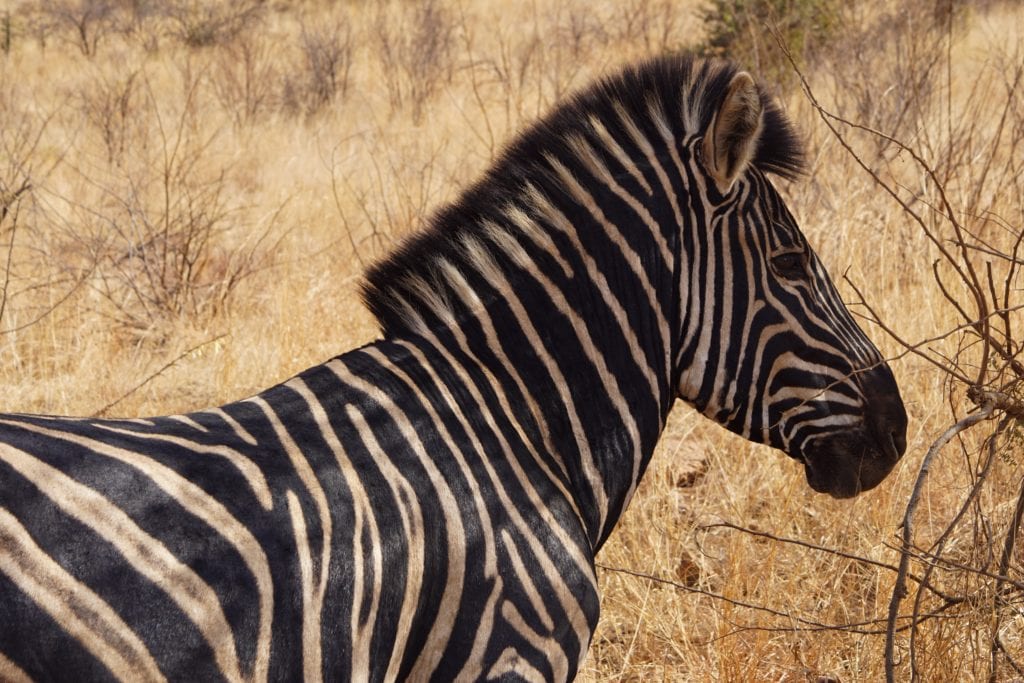 Zebra w Parku Narodowym Pilanesberg, RPA