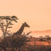 Kenia