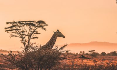 Kenia