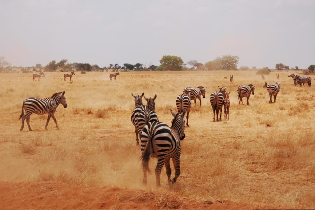 Park narodowy Tsavo w Kenii, 