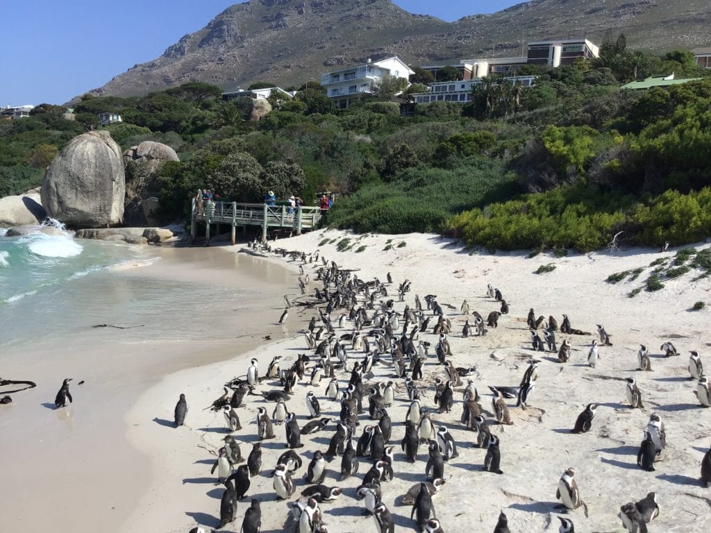 Pingwiny w Kapsztadzie znajdziesz na Boulders Beach, RPA