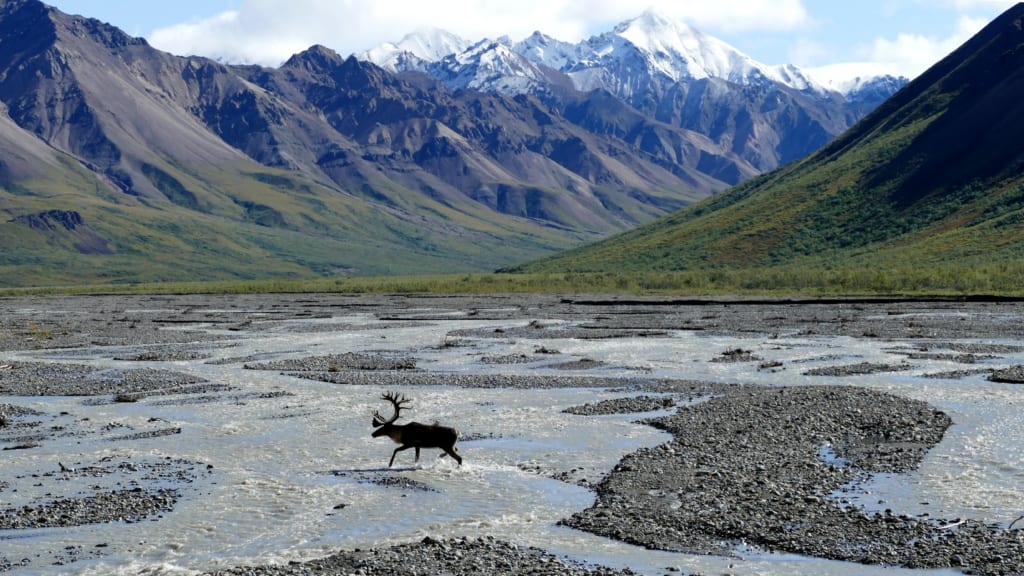 Park Narodowy Denali, Alaska