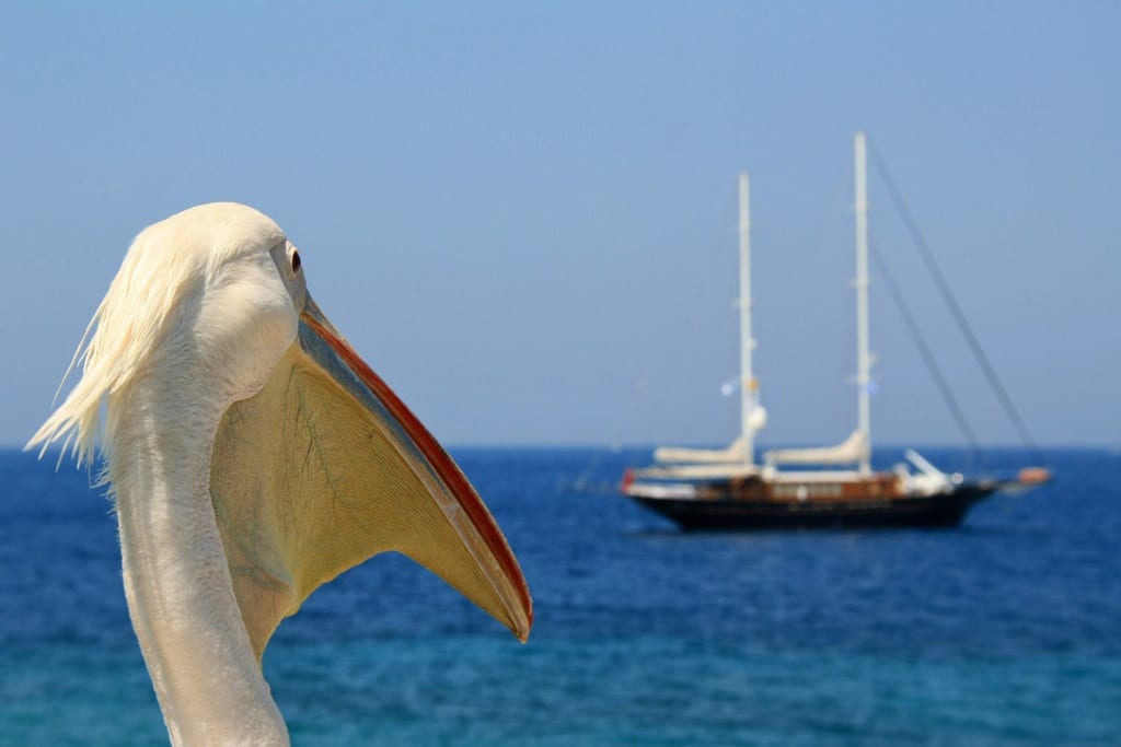 Pelikan jest maskotką wyspy Mykonos