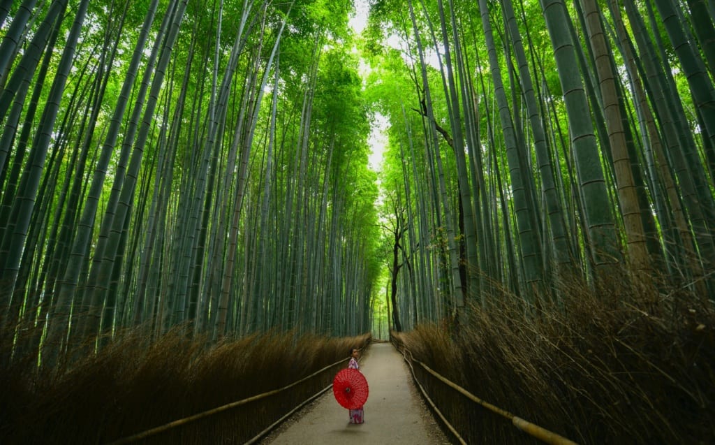 Arashiyama - bambusowy las, Japonia