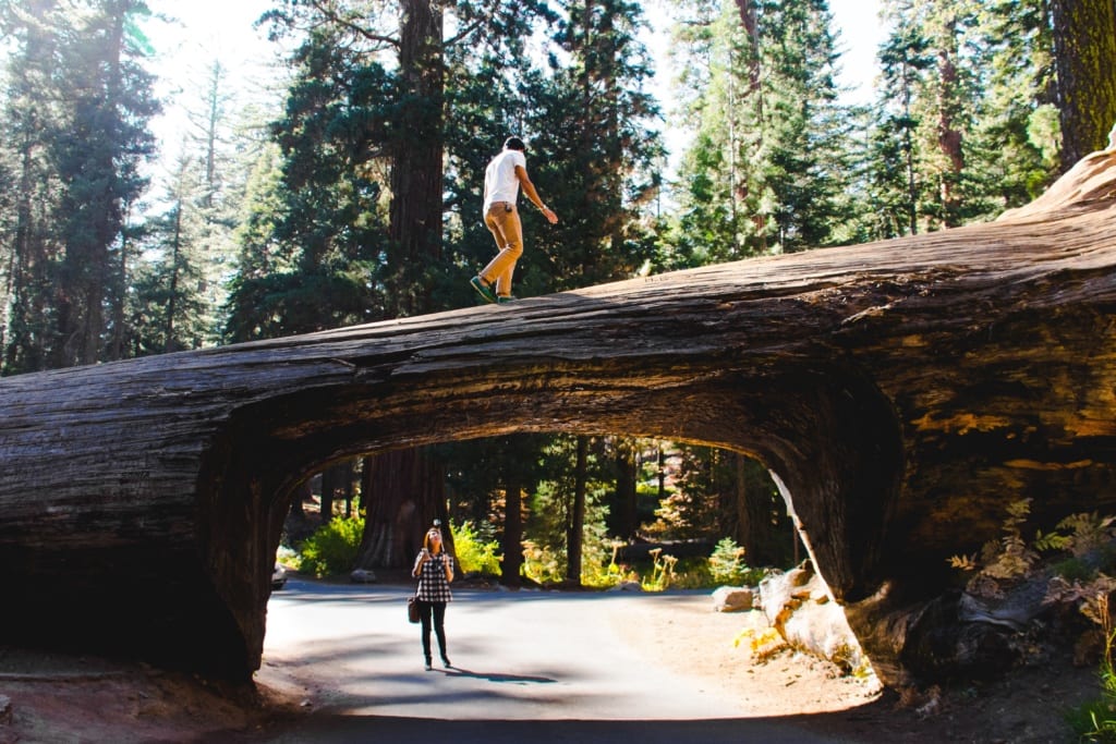 Tunnel Log w Parku Narodowym Sekwoi, USA