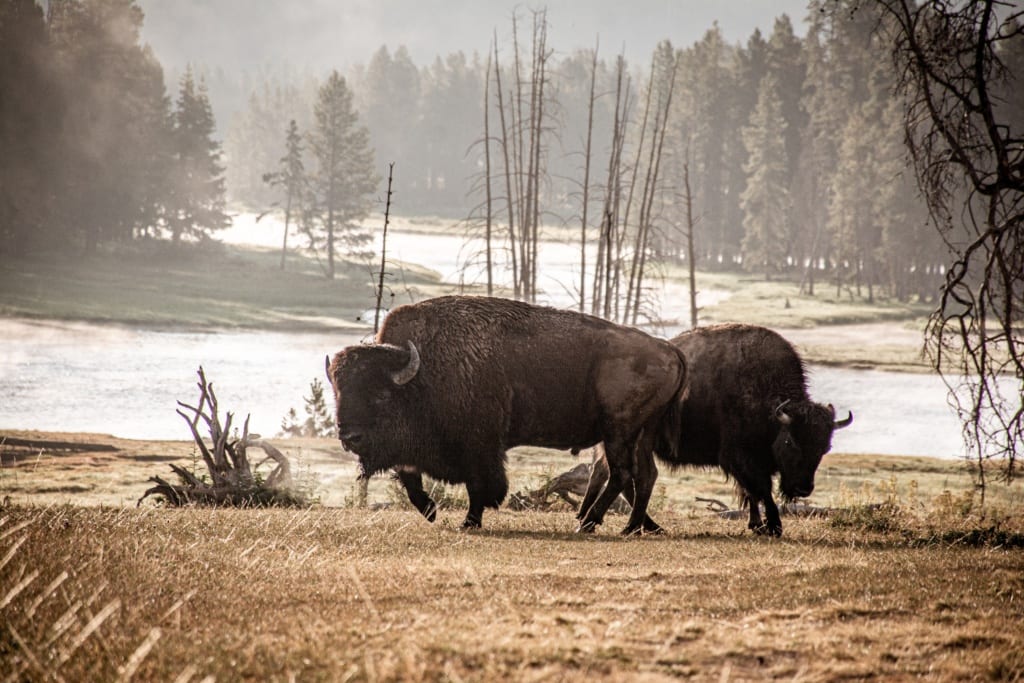 W Yellowstone można spotkać m.in. bizony, 