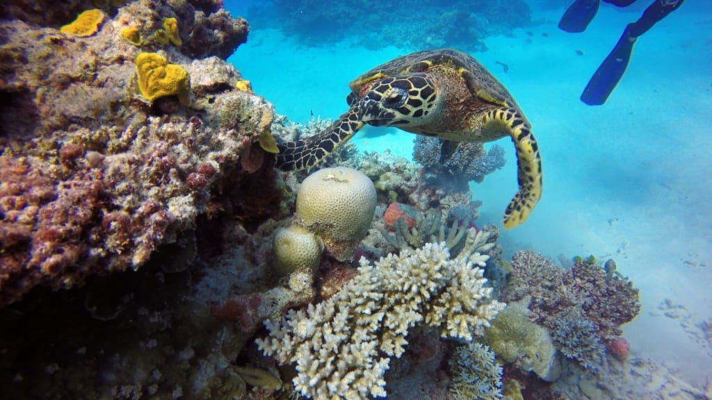 Wielka Rafa Koralowa, Australia