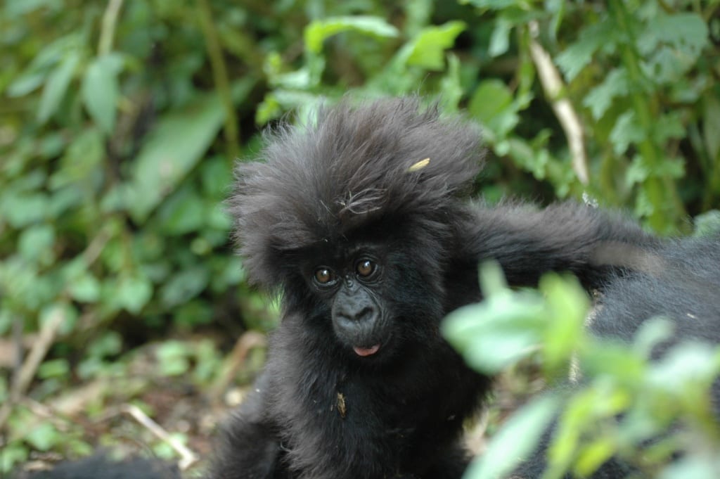 Rwanda prowadzi program ochrony goryli górskich,